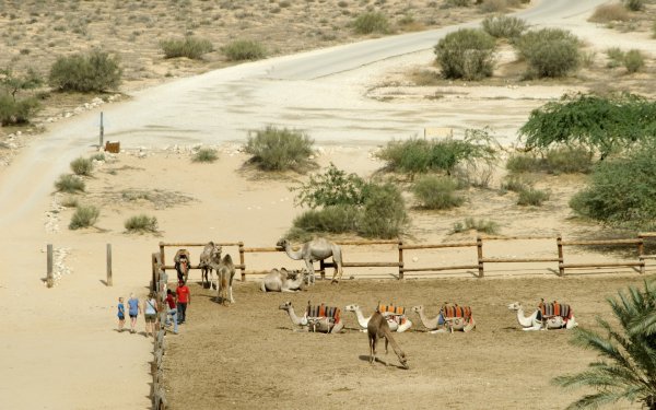 Negev Camel Ranch, Nègueb