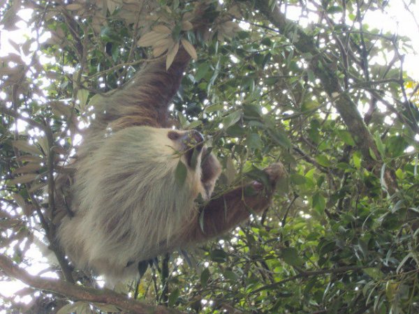 Monteverde Sloth Backpackers Hostel, Monteverde