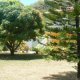 Hewanorra Gardens, 聖盧西亞