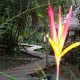 Natural reserve Heliconia Ecolodge, Leticia