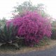BnB Villa Hibiscus, Giardini Naxos